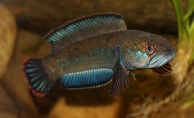 Dværg Slangehovedfisk Channa Gachua 11 - 15 cm